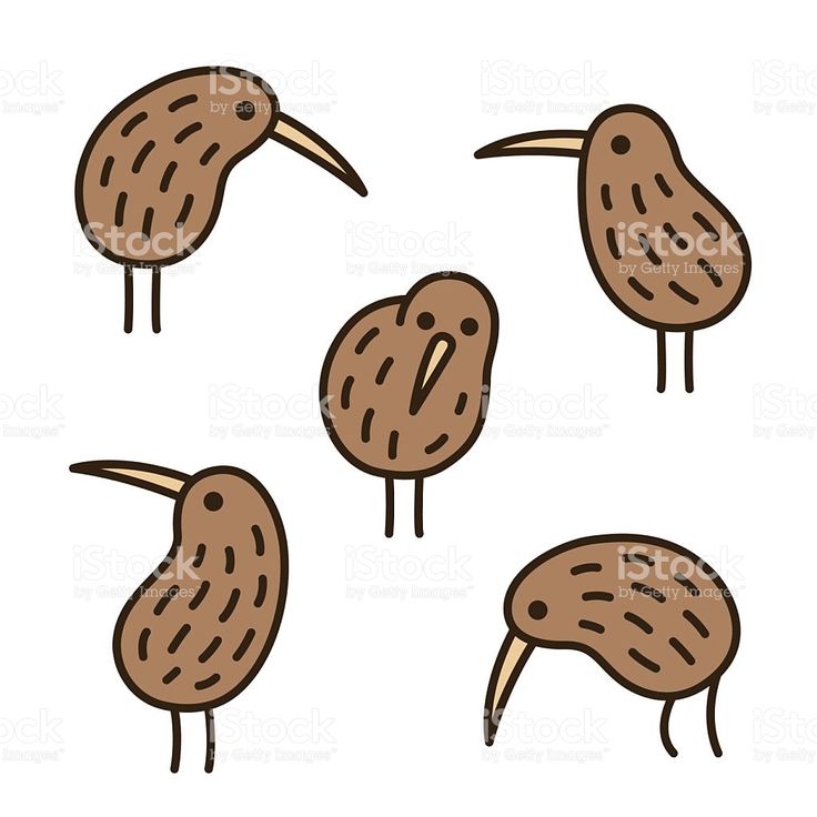 736x736 93 Best Kiwi Images Bebe, Bird Clipart And Creative