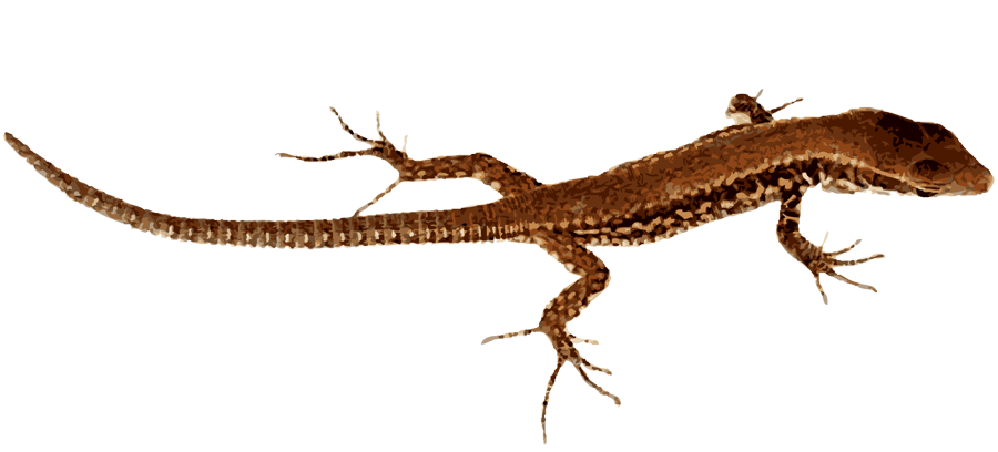 900x408 Lizard Clipart Transparent