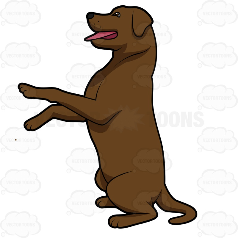 800x800 Labrador Clipart Brown