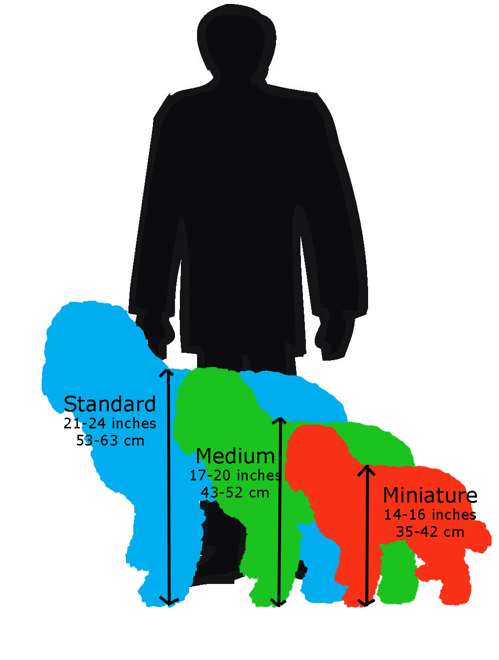 1018x1345 Rusty Amber Labradoodles