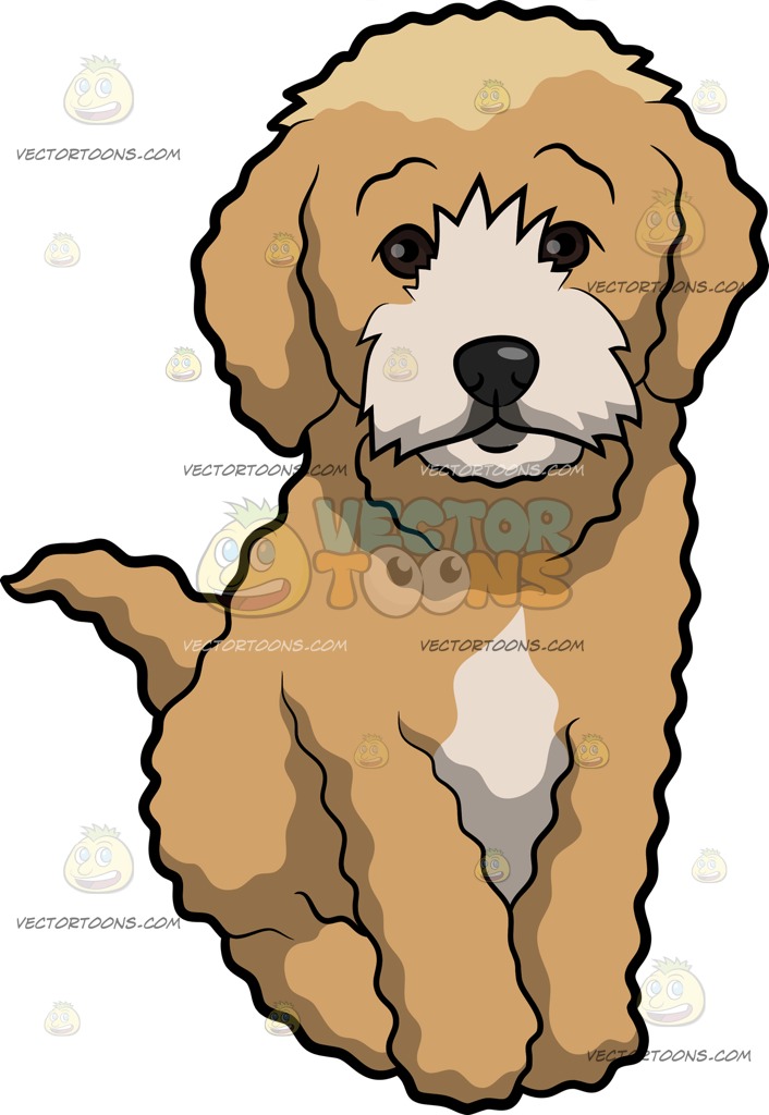 706x1024 A Very Cute Cockapoo Dog Cockapoo Dog, Cockapoo And Dog