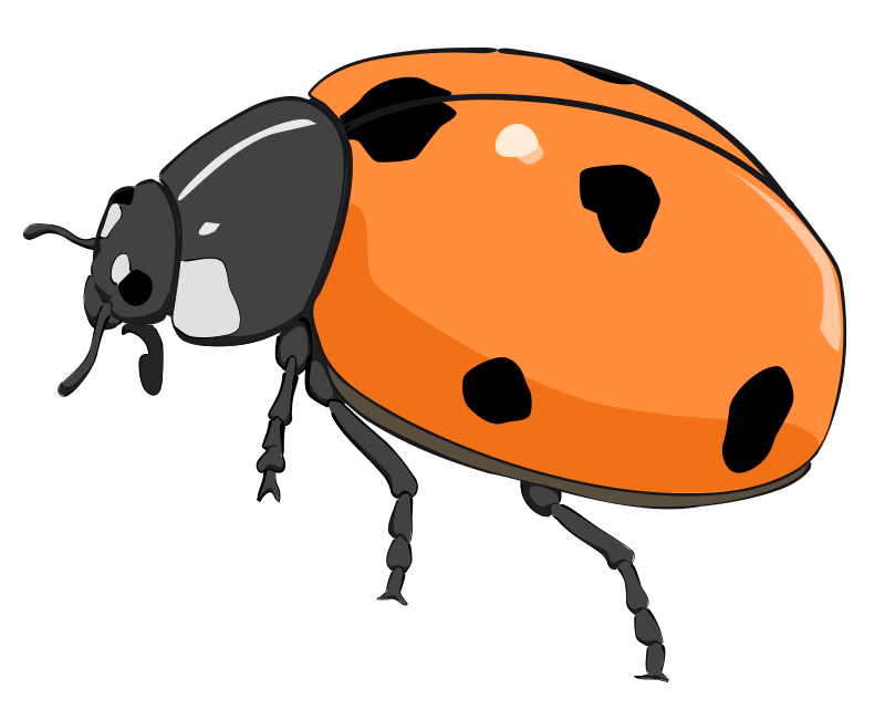 800x642 Free Orange Ladybug Clip Art