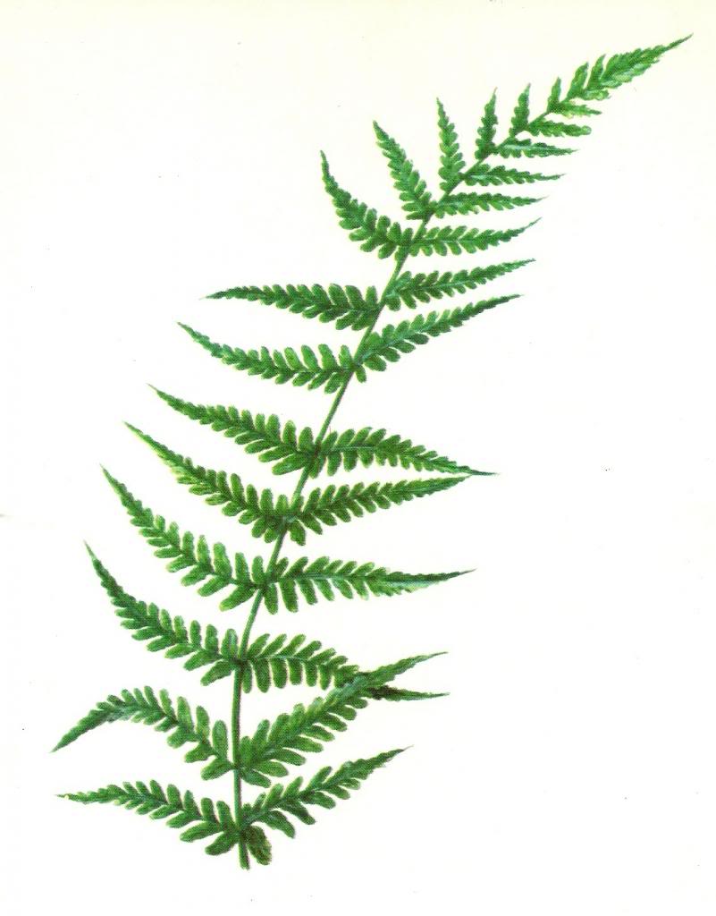 801x1024 E Fern Border Clipart
