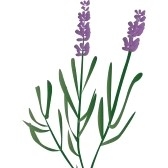 168x168 Clipart Lavender