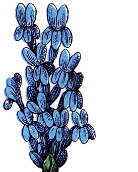 274x342 Lavender Flower Clip Art