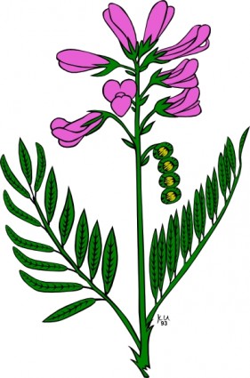 281x425 Lavender Flower Clipart