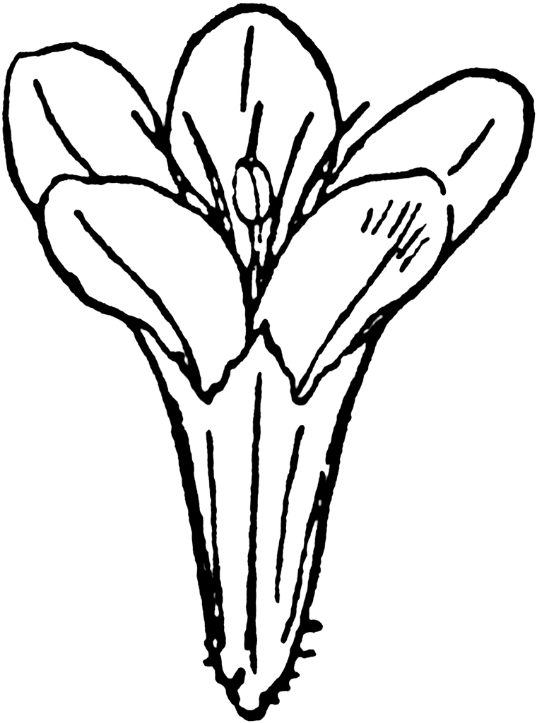 760x1024 Top 92 Lavender Flower Clip Art