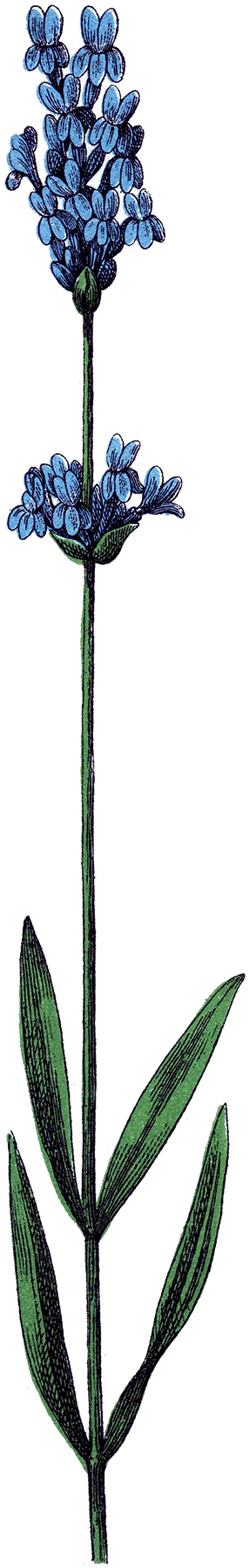 286x1800 Lavender Flower Clip Art