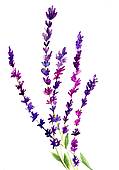 119x170 Lavender Flower Clipart