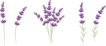 362x160 Lavender Clipart