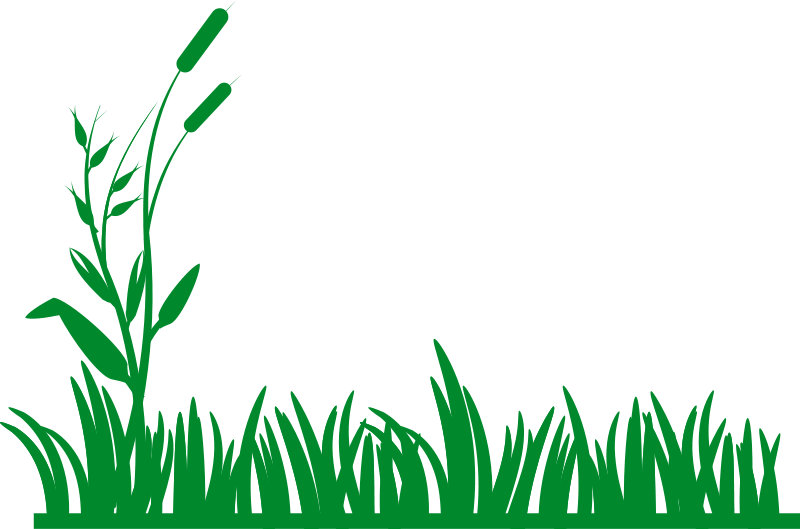 800x529 Lawn Clipart Field