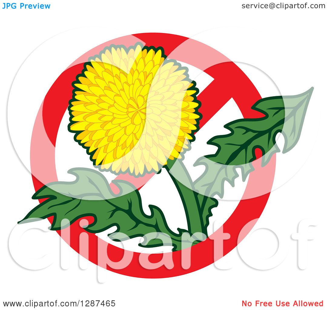 1080x1024 Clipart Of Lawn Care Design Of Dandelion Weed Flower In