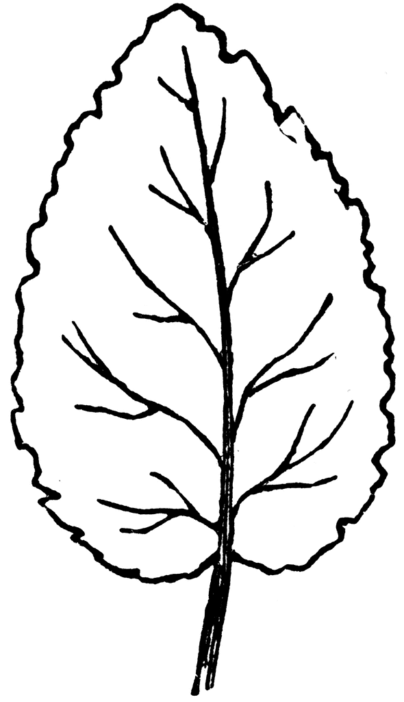 590x1024 Leaf Black And White Black And White Leaf Border Clipart Free