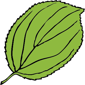 300x300 Serrate Leaf Clip Art