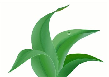 350x246 Free Leaves Clipart