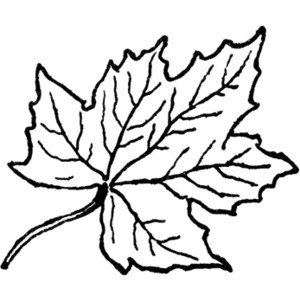 300x300 Leaf Black And White Leaves Black And White Leaf Clipart Free