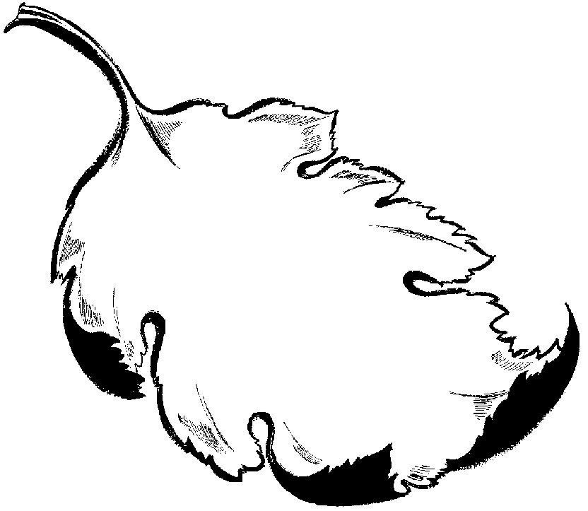 832x723 Black And White Leaves Clipart