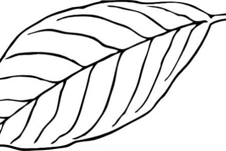 450x300 Black And White Leaf Clip Art Corner