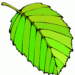 245x244 Regular Clip Completely Free