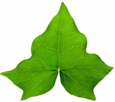 400x354 Top 10 Ivy Leaf Clip Art