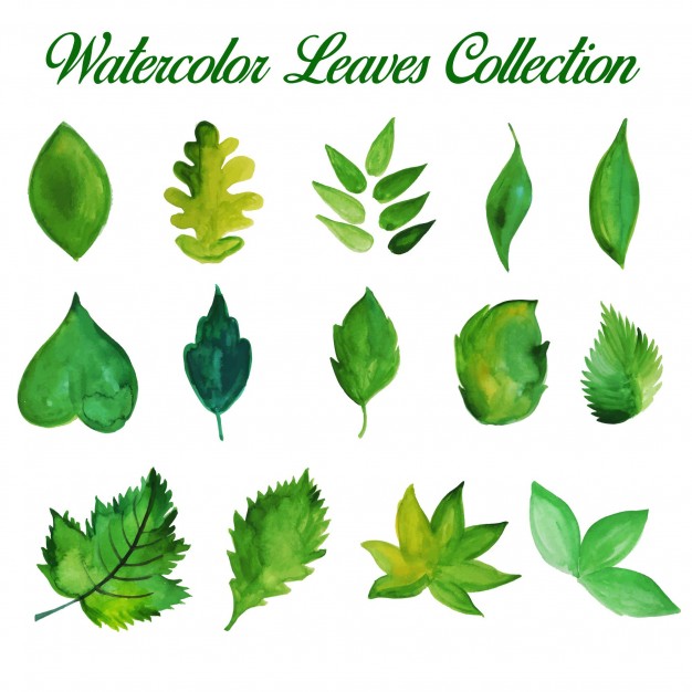 626x626 Watercolor Leaves Vectors, Photos And Psd Files Free Download