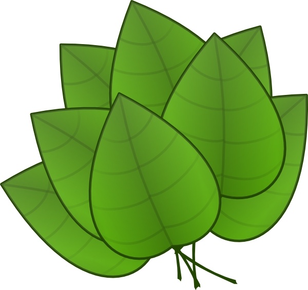 600x565 First Leaves Clipart