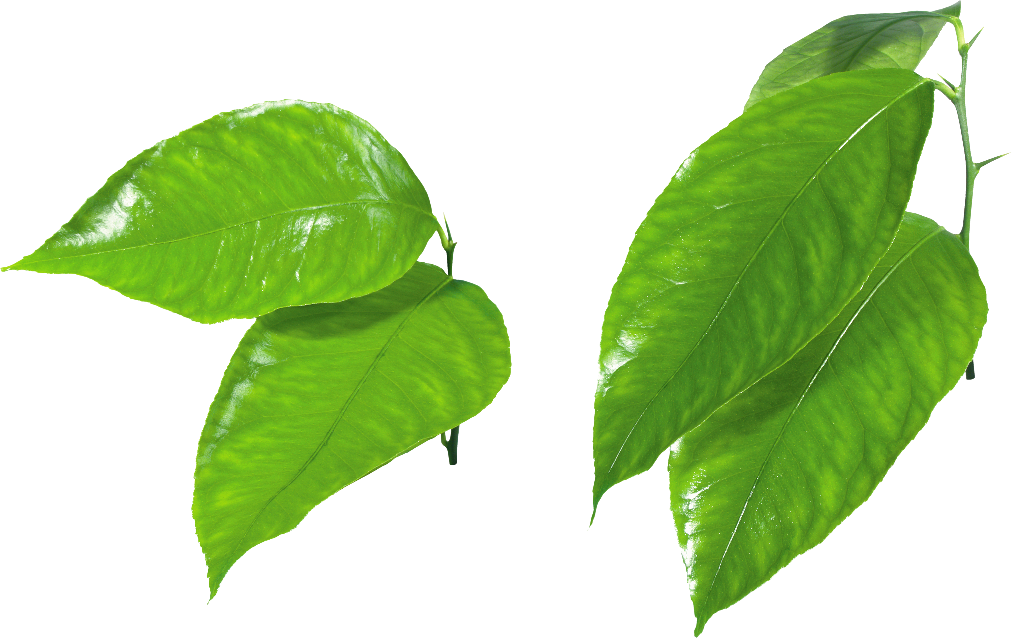 3528x2225 Green Leaves Png