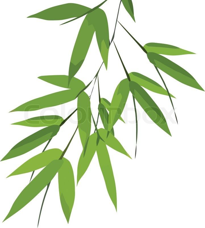 721x800 The Best Bamboo Leaves Ideas Different Types