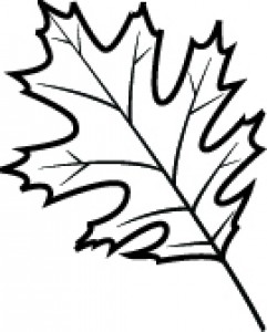 241x300 Black White Oak Leaf