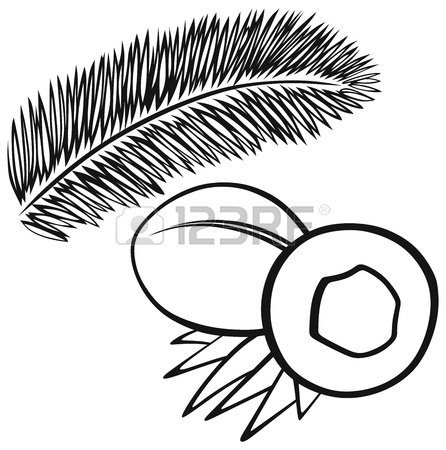 446x450 Coconut With Leaves Isolated On White Background Royalty Free