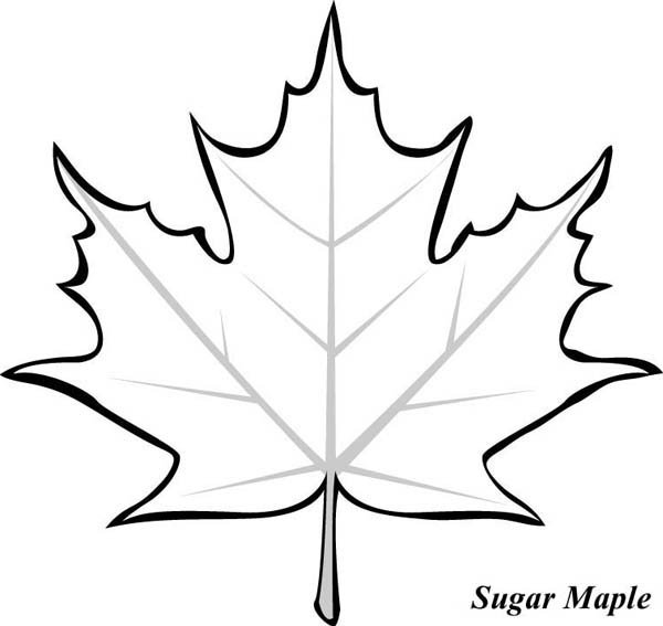 600x567 Maple Leaf, Sugar Maple Leaf Picture Coloring Page Tattoo Ref