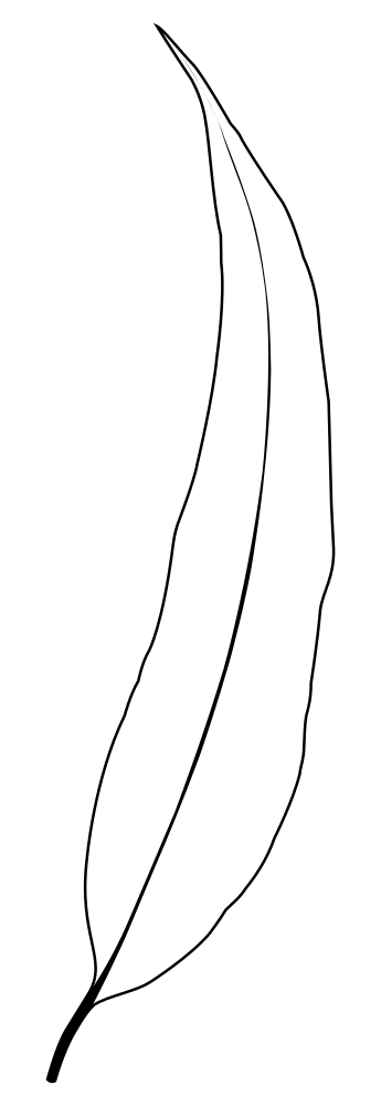 345x1000 Single Leaf Vector