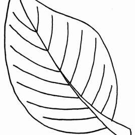 268x268 Nature Outlines To Print Leaf Color Page Pages Color 10212 Leaf