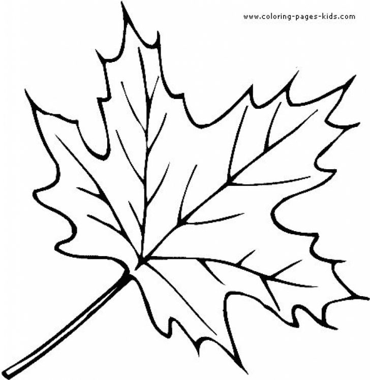 728x748 Oak And Maple Leaves Coloring Page Printable Pages Click