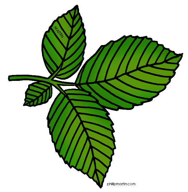 635x648 Leaf Clipart Tree Leaves