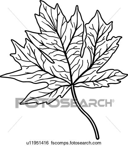 414x470 Clip Art Of Maple Leaf U11951416
