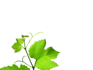 300x225 Green Grape Vine Over Blurry Leaves Background Royalty Free Stock