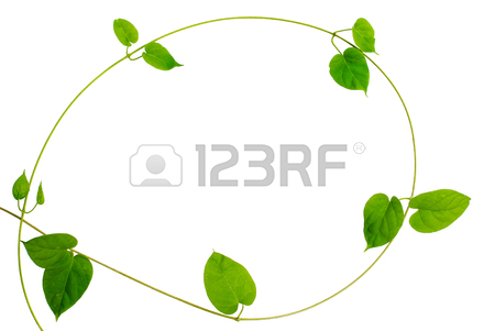 450x301 Heart Shaped Leaves Vine, Devil's Ivy, Golden Pothos, Isolated