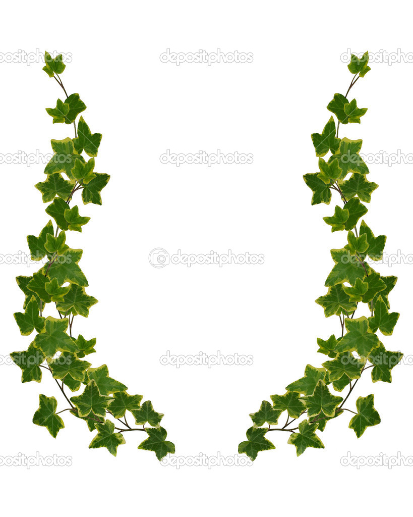 819x1024 Ivy Leaf Vine Clipart