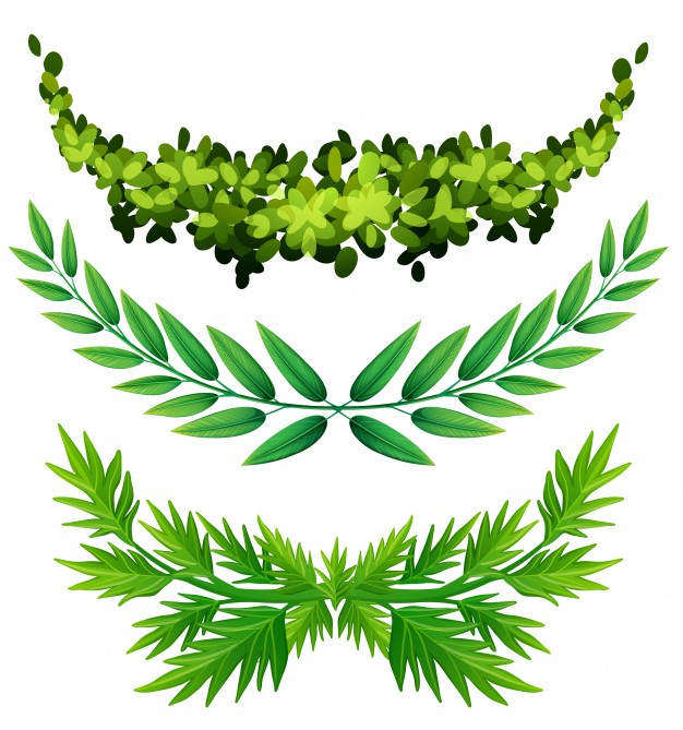 626x669 Vine Vectors, Photos And Psd Files Free Download