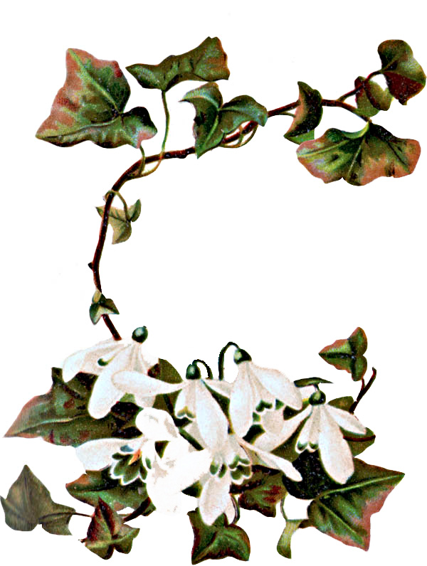 600x796 Ivy Border Clip Art