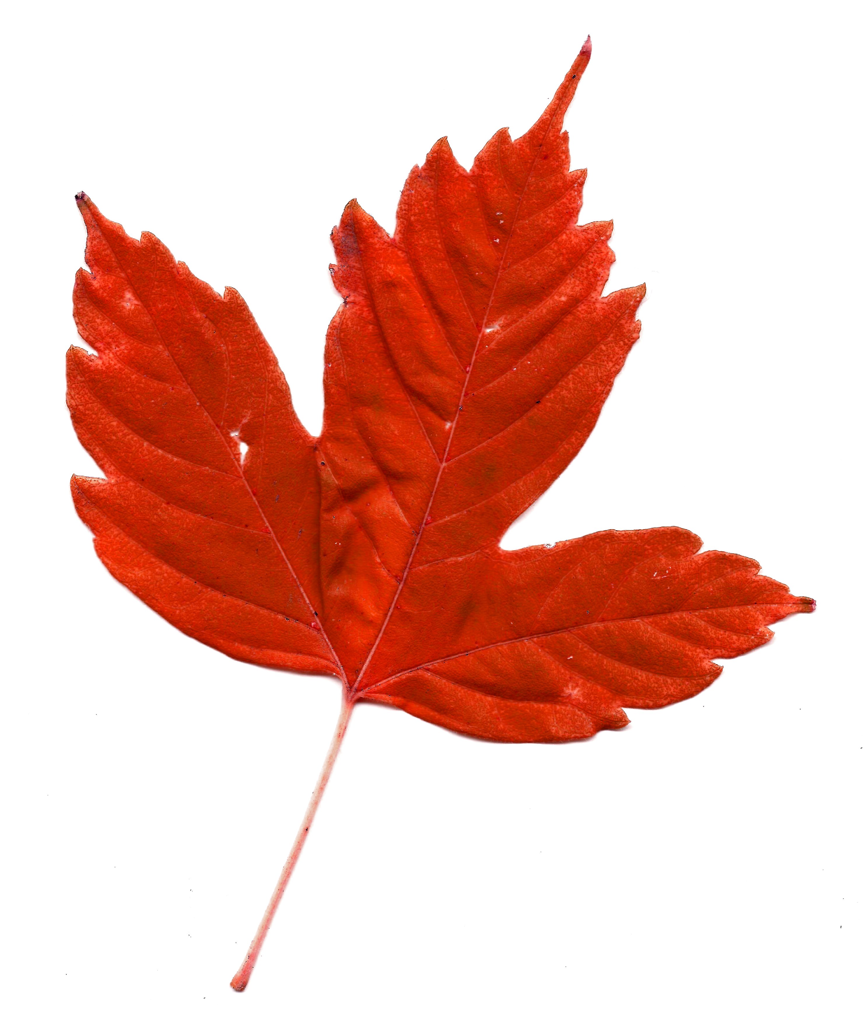 2959x3531 Maple Leaf Clipart Colorful Leave