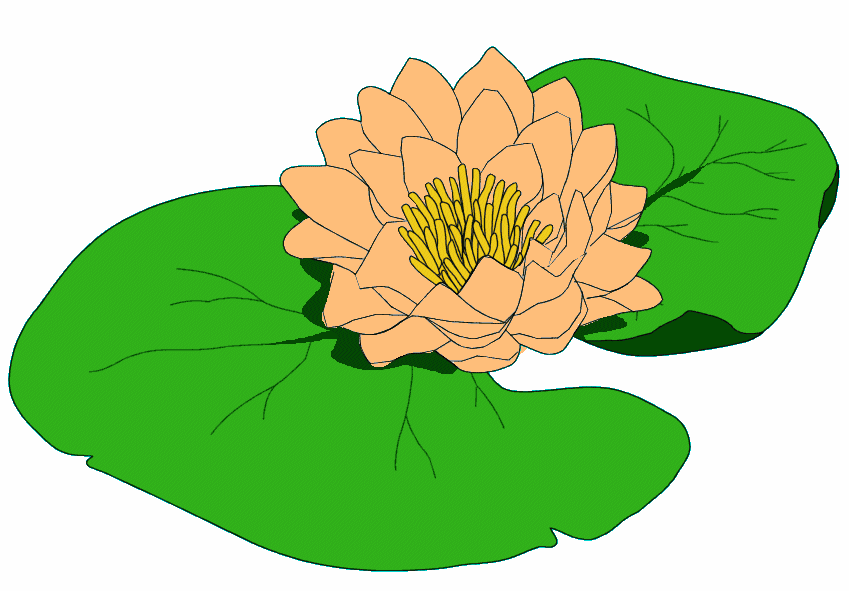 849x591 Pond Water Lily Leaf Clipart Clipartfest