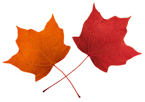 502x353 Blowing Fall Leaves Clipart