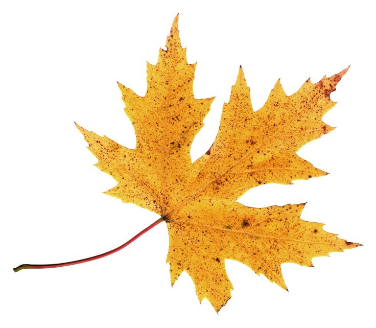 736x642 63 Best Fall Leaves Images Strawberries, Autumn