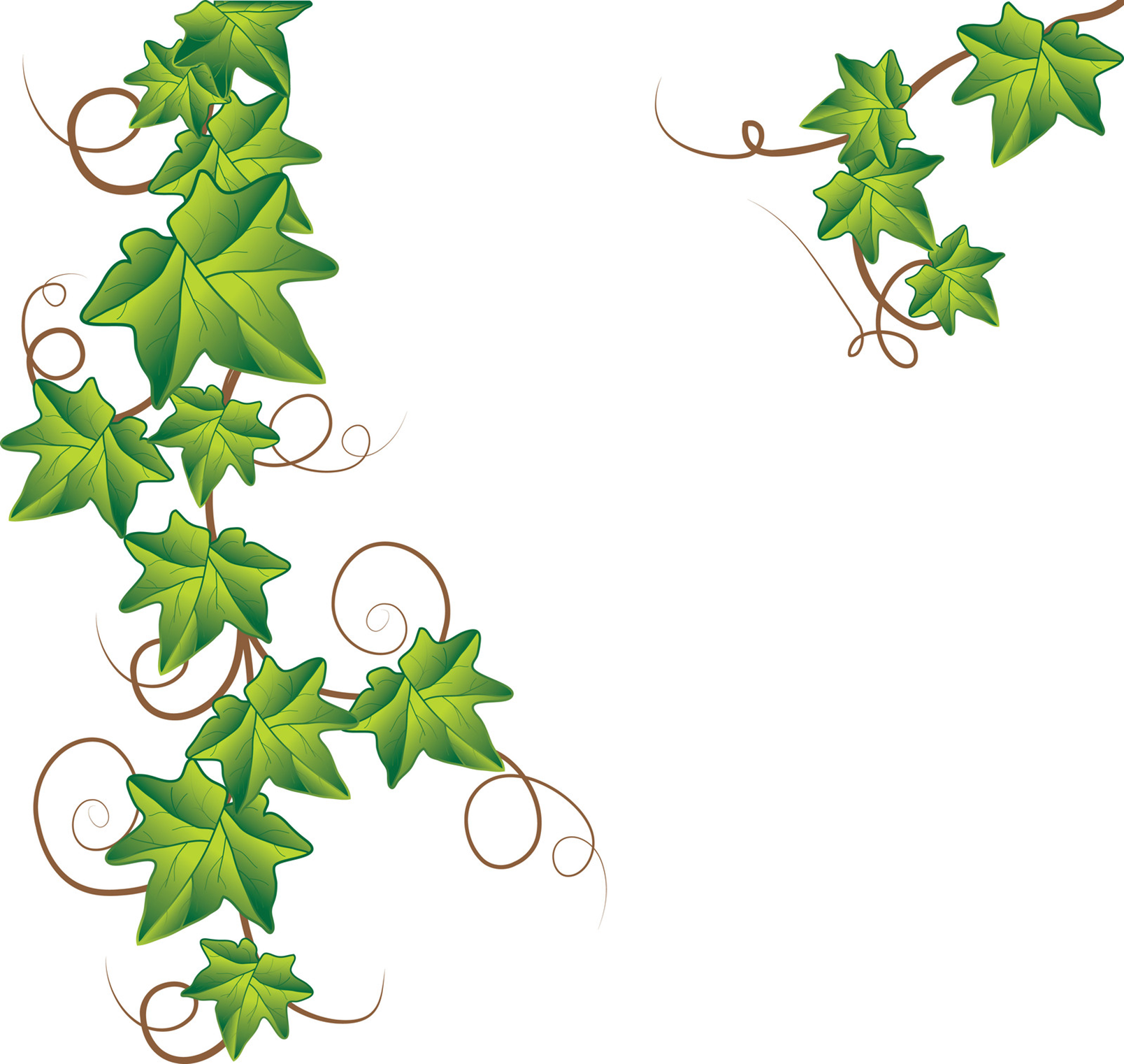 1608x1522 Jungle Vine Border Clipart