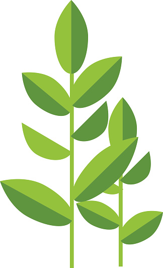 324x532 Leaf Clipart Tea Leaf