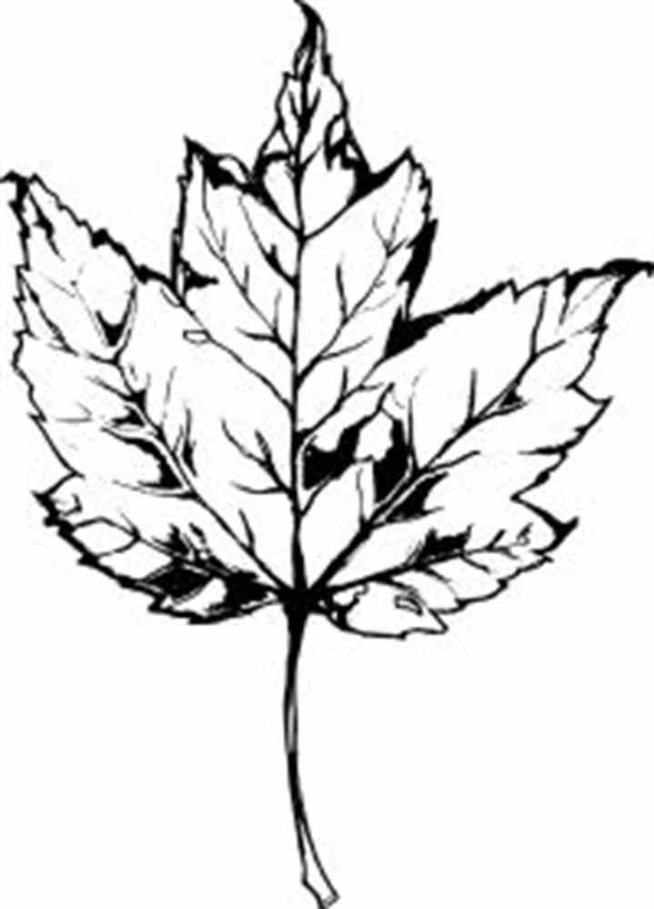 719x999 Best Maple Leaf Clipart Ideas Maple Leaf