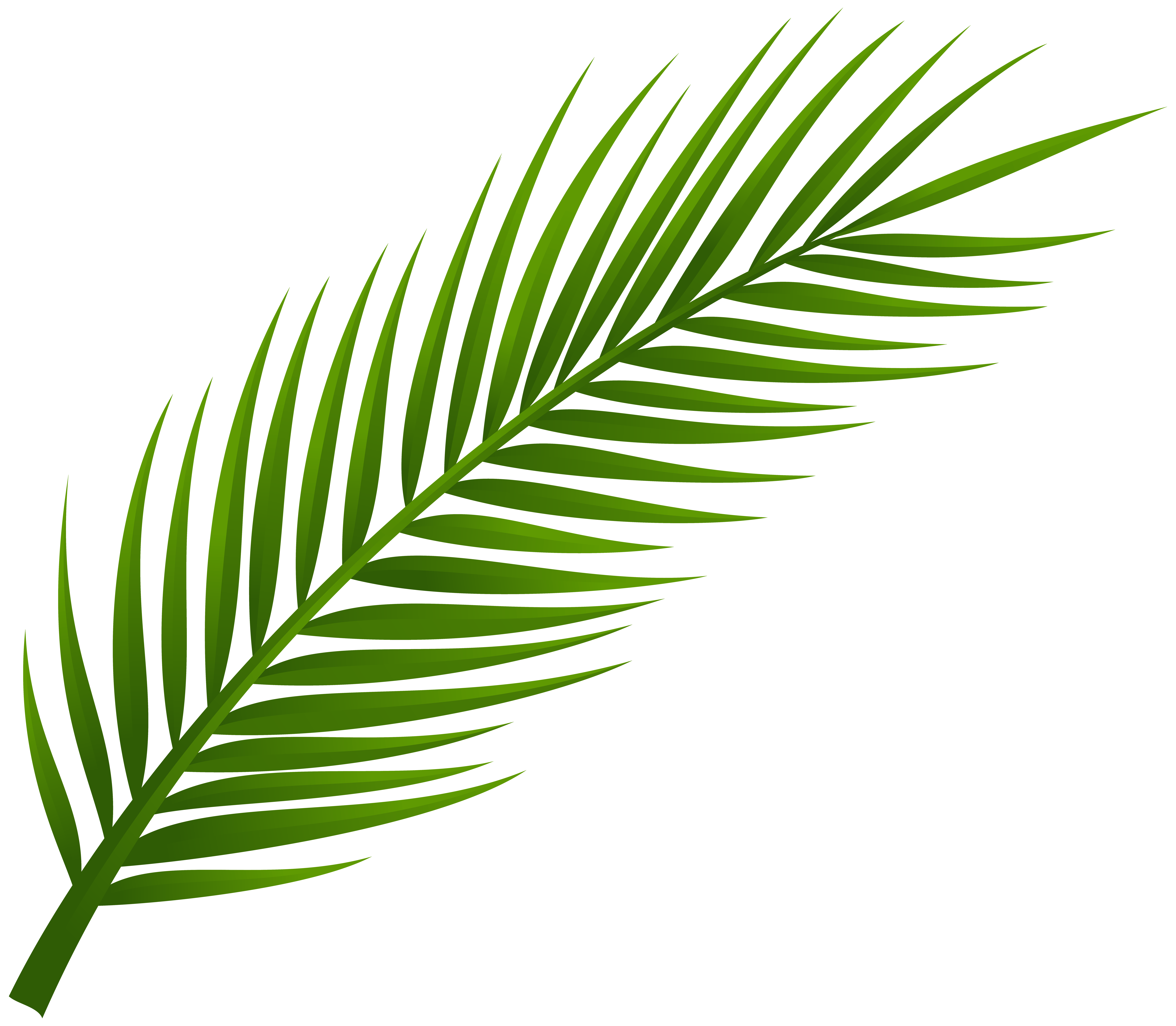 8000x6983 Palm Leaf Clipart Many Interesting Cliparts