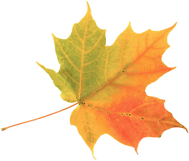 619x528 September Leaves Clipart